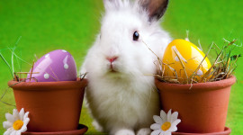 Easter Bunny Wallpaper HQ