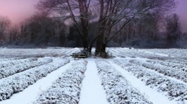 Field First Snow Wallpaper For IPhone