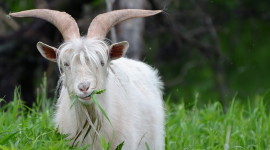 Goat Desktop Wallpaper