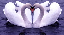 Love Birds Desktop Wallpaper For PC