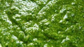 Nettle Soup Wallpaper For IPhone#1