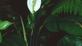 Spathiphyllum Wallpaper For Android