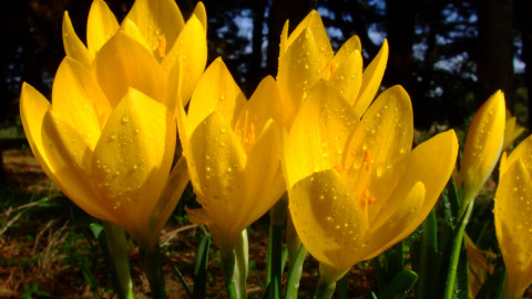 Sternbergia wallpapers high quality
