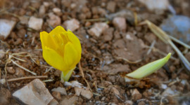 Sternbergia Photo Download