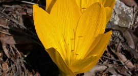 Sternbergia Wallpaper For IPhone Download