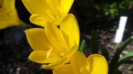 Sternbergia Wallpaper For IPhone Free