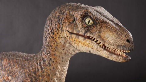 Velociraptor wallpapers high quality