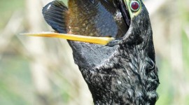 Beak Fish Wallpaper For IPhone