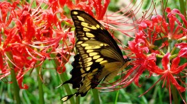 Butterfly Nectar Desktop Wallpaper For PC