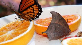 Butterfly Nectar Wallpaper Download