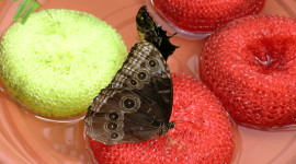 Butterfly Nectar Wallpaper For PC