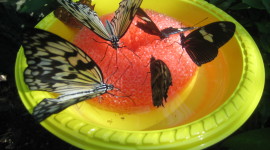 Butterfly Nectar Wallpaper Free