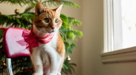 Cat With A Bow Desktop Wallpaper