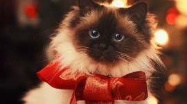 Cat With A Bow Wallpaper For IPhone