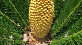 Cycads Wallpaper For Android