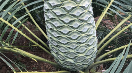 Cycads Wallpaper For IPhone Download