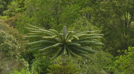 Cycads Wallpaper For PC