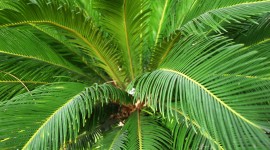 Cycads Wallpaper Gallery