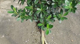 Ficus Wallpaper For IPhone Free