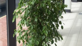 Ficus Wallpaper Free