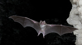 Flight Of The Bat Image Download