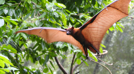Flight Of The Bat Photo Free