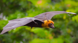 Flight Of The Bat Wallpaper 1080p