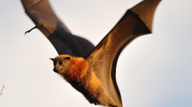 Flight Of The Bat Wallpaper
