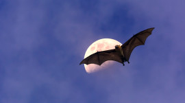 Flight Of The Bat Wallpaper For Desktop