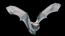 Flight Of The Bat Wallpaper For IPhone