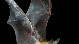 Flight Of The Bat Wallpaper For Mobile