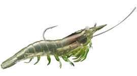 Glass Shrimp Image