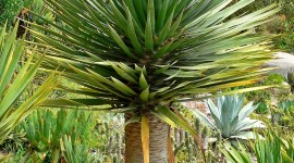 High Dracaena Wallpaper For Android