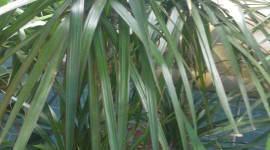 High Dracaena Wallpaper For IPhone Free