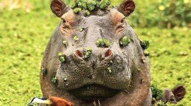 Hippo Swamp Image