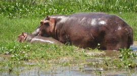 Hippo Swamp Photo