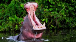 Hippo Swamp Photo Download