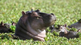 Hippo Swamp Picture Download