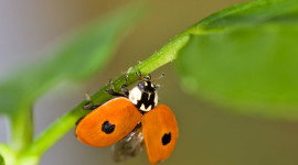 Ladybug Flight Picture Download