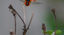 Ladybug Flight Wallpaper For IPhone