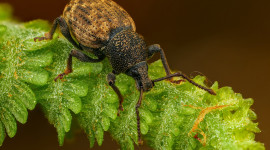 Macro Weevil Aircraft Picture