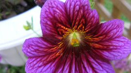 Salpiglossis Wallpaper For Android