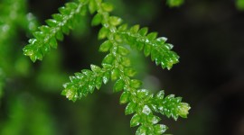 Selaginella Wallpaper For IPhone Free