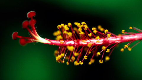 Stamen wallpapers high quality