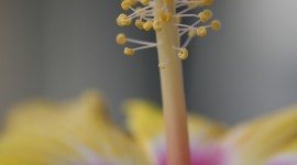 Stamen Wallpaper For Android