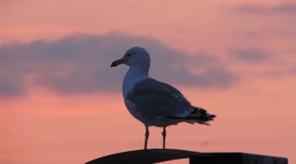 Sunset Seagull Image Download