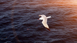 Sunset Seagull Wallpaper For IPhone