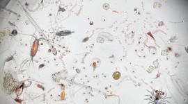 Under A Microscope Desktop Wallpaper
