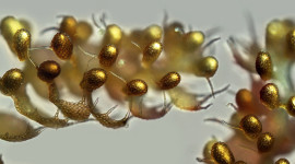 Under A Microscope Wallpaper