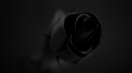 Black Rose Wallpapers High Quality | Download Free